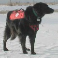 Dog Patrol Pack